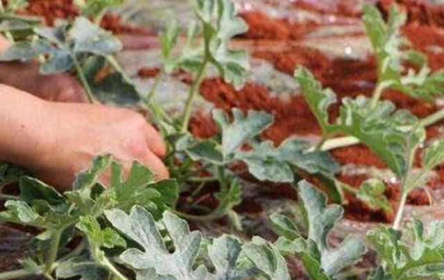 网目拟地甲对栽培西瓜危害是什么,网目拟地甲幼虫图2