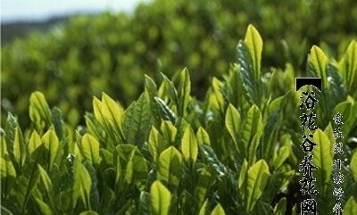 茶树有哪些种类,茶树品种的分类有哪些图2