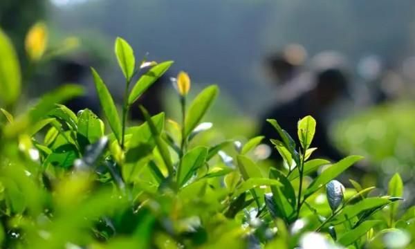 茶树有哪些种类,茶树品种的分类有哪些图4