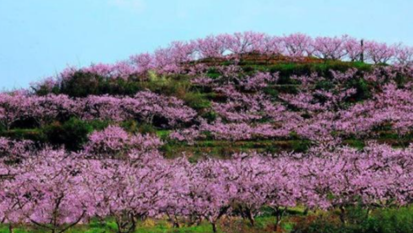 平谷桃花海观景最佳时间,平谷桃花节最佳观赏时间是什么时候开始图3