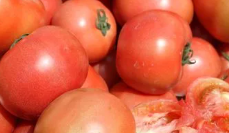 粉柿子和西红柿区别,柿子和西红柿有什么区别图1