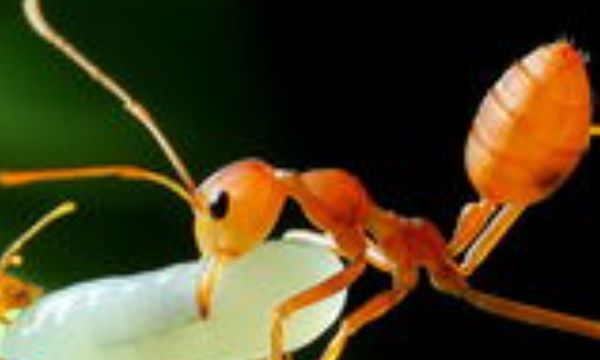 蚂蚁怎样才能彻底清除干净,家里到处是蚂蚁怎么彻底清除百度百科图1