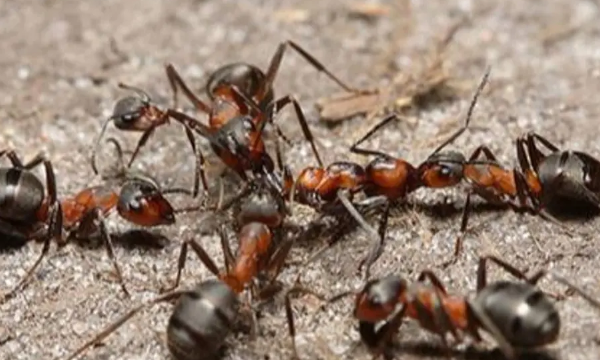 蚂蚁怎样才能彻底清除干净,家里到处是蚂蚁怎么彻底清除百度百科图4