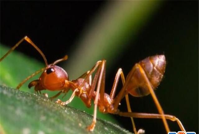 蚂蚁怎样才能彻底清除干净,家里到处是蚂蚁怎么彻底清除百度百科图7