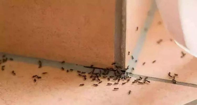 蚂蚁怎样才能彻底清除干净,家里到处是蚂蚁怎么彻底清除百度百科图8