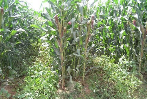 旱地玉米间作马铃薯经济效益及适用地区是怎样的,明清以来高产旱地农作物的影响有哪些图6