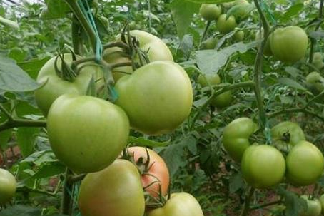 温室番茄韭菜一年两茬栽培技术是怎样的,菜农种植番茄一年可以种植几茬图1