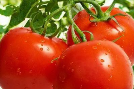 温室番茄韭菜一年两茬栽培技术是怎样的,菜农种植番茄一年可以种植几茬图2