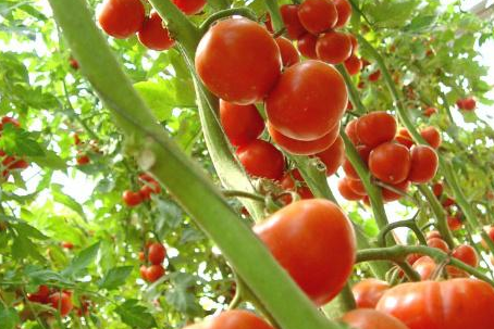 温室番茄韭菜一年两茬栽培技术是怎样的,菜农种植番茄一年可以种植几茬图3