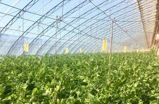 温室番茄韭菜一年两茬栽培技术是怎样的,菜农种植番茄一年可以种植几茬图9