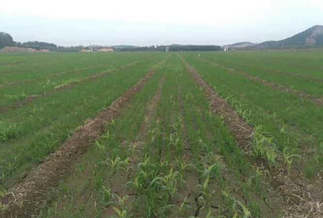小麦玉米间作种植有什么特点,小麦玉米一体化种植高产高效的技术措施有哪些图4