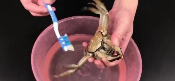 螃蟹要怎么清洗,螃蟹怎么清洗和处理图4