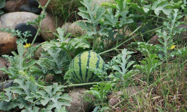 夏秋季栽培小型西瓜怎么人工辅助授粉,小型西瓜栽培怎么人工辅助授粉的图2