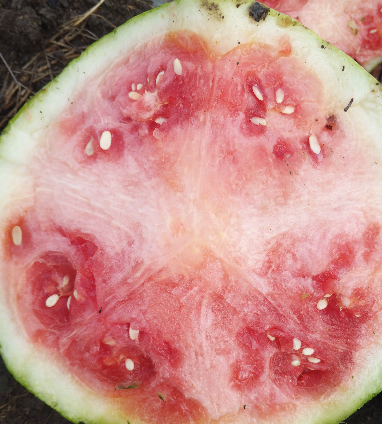 小果型西瓜肉质恶变果病因是什么,春季西瓜肉质恶变的原因图1