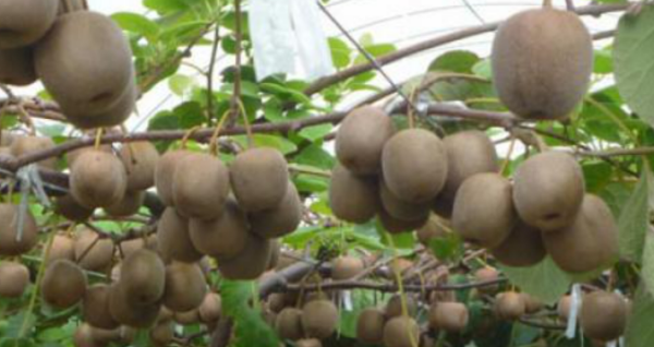翠香和徐香猕猴桃的区别,徐香猕猴桃多少钱一斤图1