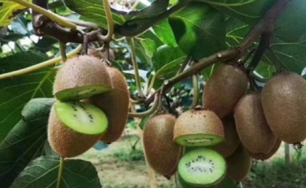 翠香和徐香猕猴桃的区别,徐香猕猴桃多少钱一斤图2