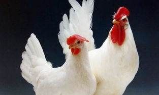 后备鸡的营养需要是什么,育成鸡的限制饲养图1