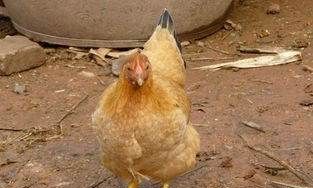 后备鸡的营养需要是什么,育成鸡的限制饲养图2