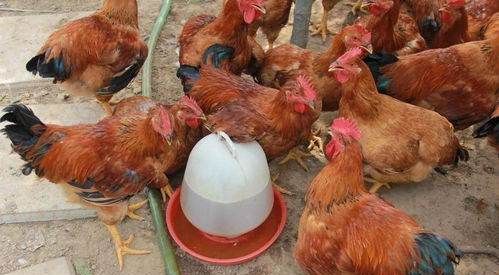 后备鸡的营养需要是什么,育成鸡的限制饲养图3