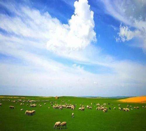 羊的营养需是什么,冬季草原上的牛群图3