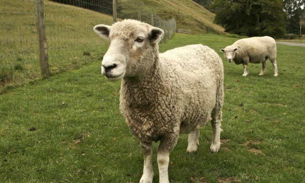 羊的营养需是什么,冬季草原上的牛群图4