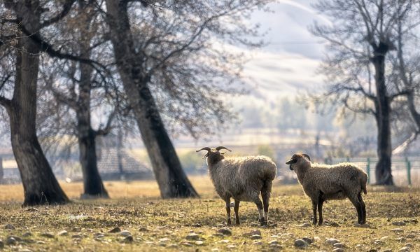 羊的营养需是什么,冬季草原上的牛群图5