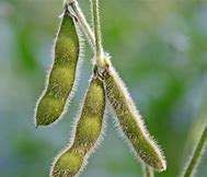 大豆按主茎生长形态可分为哪几种类型,无限生长的植物有哪些图1