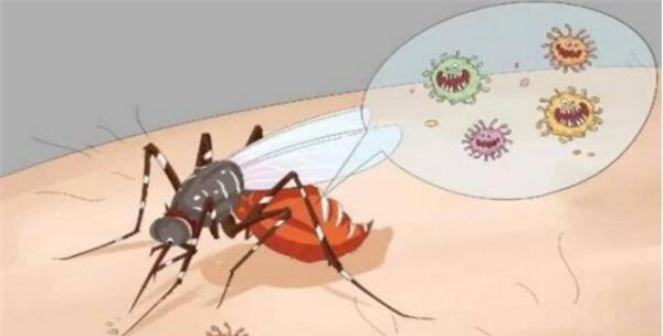 用什么土办法杀死蚊子,如何灭蚊子最有效的方法图1