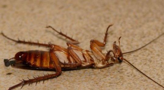 蟑螂为什么会爬到床上,蟑螂为什么会爬到床上因为温度图3