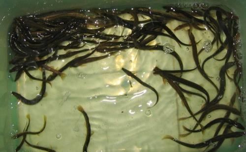 泥鳅的自然繁殖如何取卵孵化,泥鳅繁殖和孵化技术图1