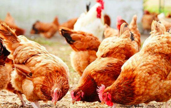 什么是家禽的传染病,什么是禽流感图1