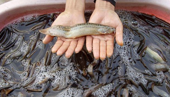 泥鳅为什么要鱼种消毒,泥鳅苗入水养殖前怎样消毒杀菌图1