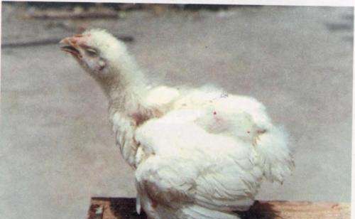 家禽发生传染病时的紧防治措施有哪些,动物禽流感的预防措施有哪些图2