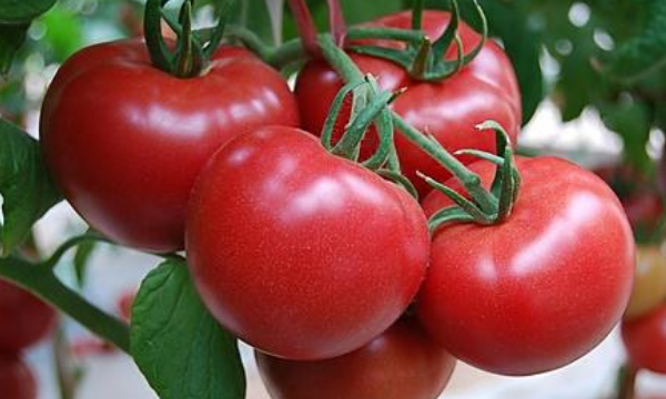 番茄是嫌光种子,种植西红柿底肥需要哪些肥料图1