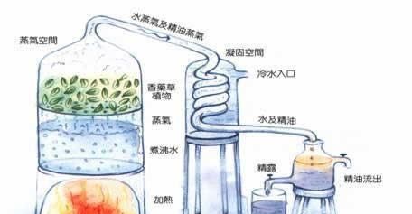 八角茴香油的制作要点是什么,油炸茴香的做法窍门图1
