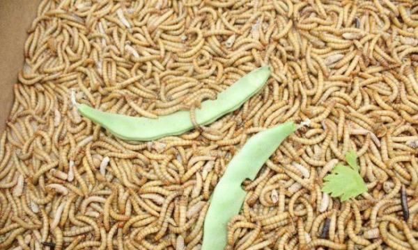 黄粉虫良种如何选育与培育的,黄粉虫怎么繁殖图1
