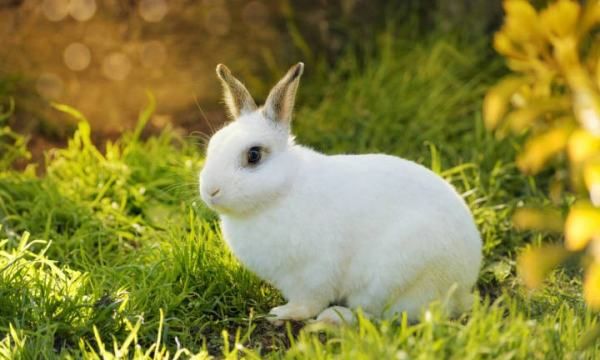什么是兔疥癣病怎样防治,兔子身上长癞怎么办图5