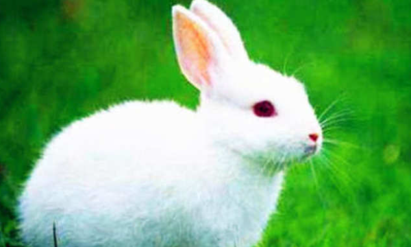哪些植物不能采集喂兔,兔子吃树叶会不会死图1