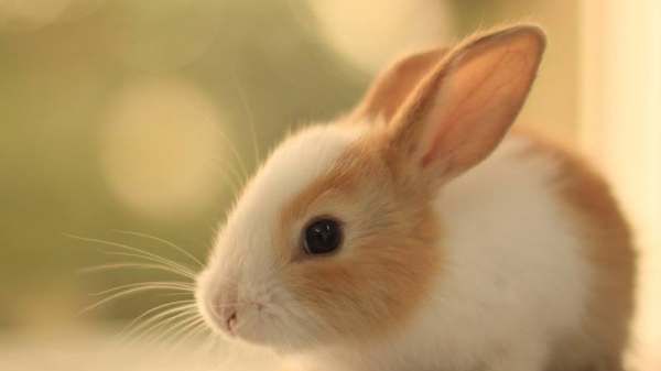 怎样快速肥育肉兔和皮兔,兔子吃什么草最有营养长得快图1
