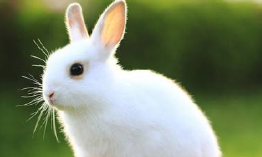 怎样快速肥育肉兔和皮兔,兔子吃什么草最有营养长得快图2