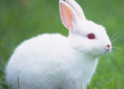 怎样快速肥育肉兔和皮兔,兔子吃什么草最有营养长得快图3