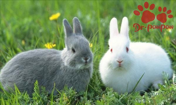 怎样快速肥育肉兔和皮兔,兔子吃什么草最有营养长得快图4