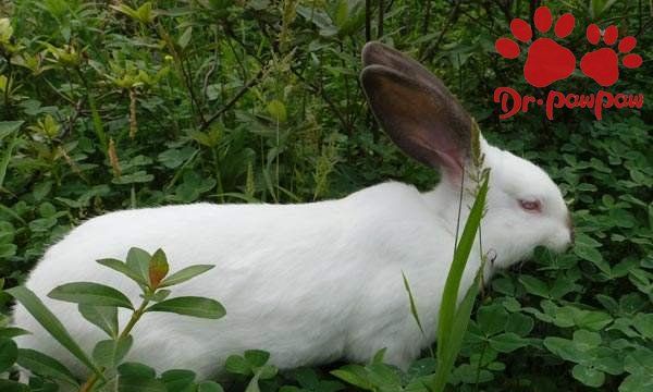 怎样快速肥育肉兔和皮兔,兔子吃什么草最有营养长得快图5