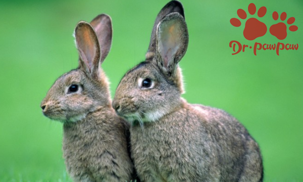 家兔喜欢吃什么饲料,反刍动物常用的饲料有哪些图4