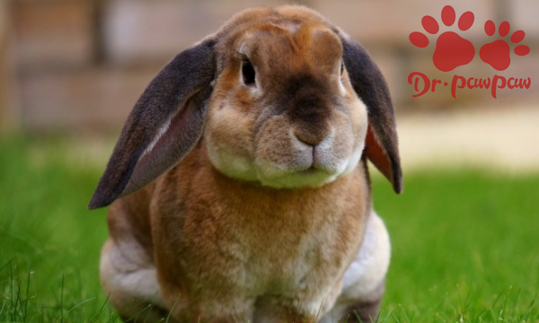 家兔喜欢吃什么饲料,反刍动物常用的饲料有哪些图5