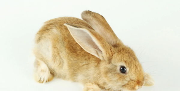 家兔常吃的有哪些,兔子可以吃什么食物图1