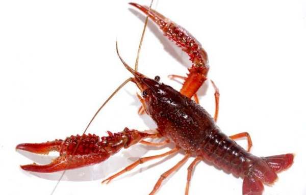 天天吃龙虾对身体有害,经常吃野生小龙虾会对身体有哪些坏处图1