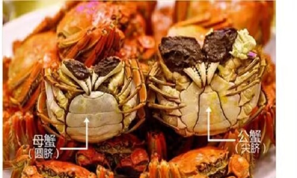 三角蟹是公蟹还是母蟹,三角蟹是母蟹还是公蟹图1