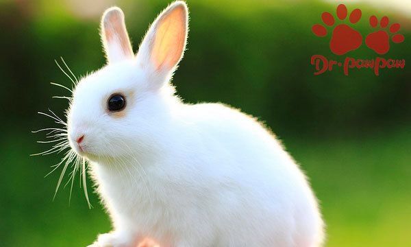 怎样选好种母兔,怎么挑选兔子图1