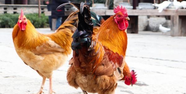 禽类病毒性关节炎有何临床症状,鸡病毒性关节炎图5
